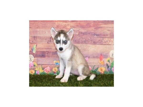 Siberian Husky DOG Female Gray / White 20054 Petland Batavia, Illinois