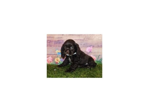 Cocker Spaniel DOG Female Chocolate 20050 Petland Batavia, Illinois