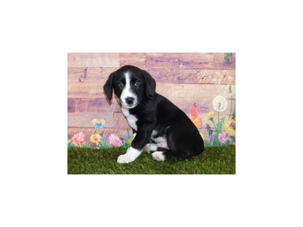 Beagle/Border Collie DOG Male Black / White 20057 Petland Batavia, Illinois