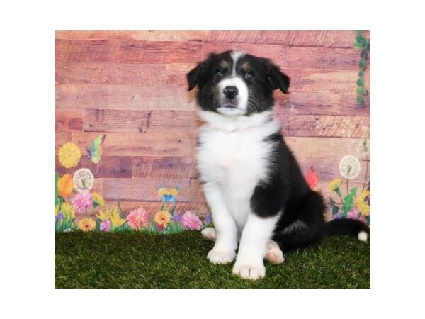 Border Collie DOG Male Black White / Tan 20048 Petland Batavia, Illinois