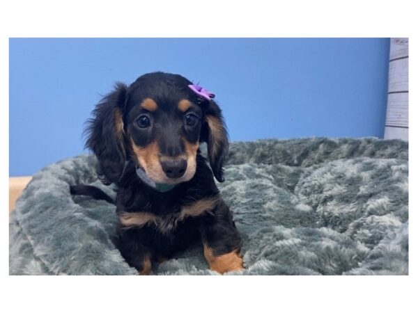 Dachshund DOG Female Black and Tan 11934 Petland Batavia, Illinois