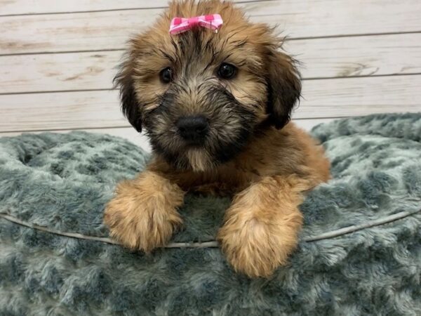 Soft Coated Wheaten Terrier DOG Female Wheaten, Black Mask 11932 Petland Batavia, Illinois