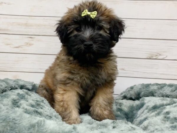 Soft Coated Wheaten Terrier DOG Female Wheaten, Black Mask 11933 Petland Batavia, Illinois