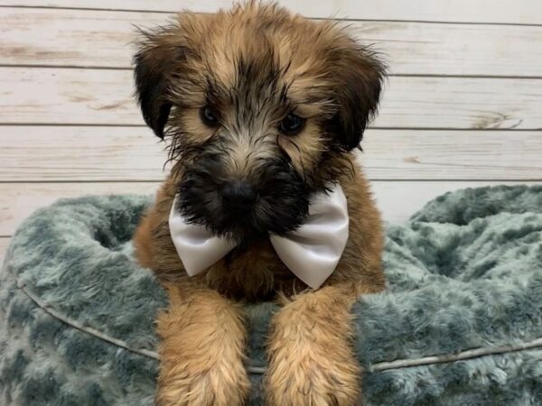 Soft Coated Wheaten Terrier DOG Male Wheaten, Black Mask 20061 Petland Batavia, Illinois