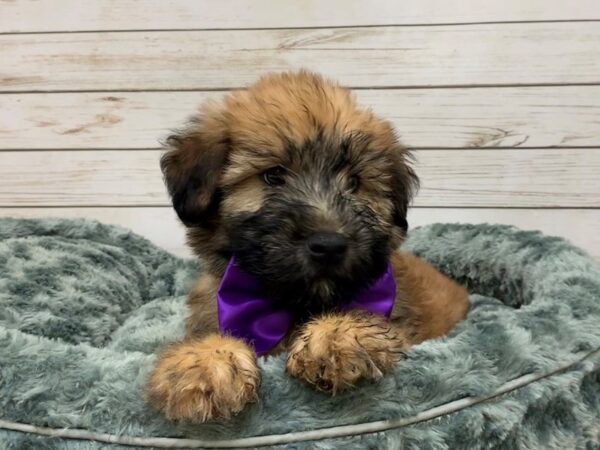 Soft Coated Wheaten Terrier DOG Male Wheaten, Black Mask 19831 Petland Batavia, Illinois