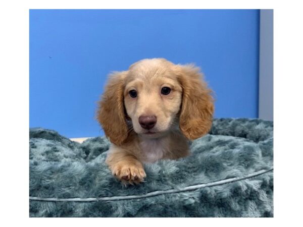 Dachshund DOG Male Red 20063 Petland Batavia, Illinois