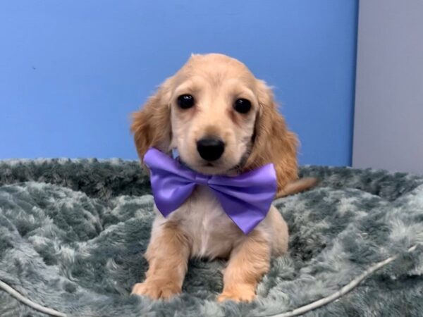 Dachshund DOG Male Blonde 20064 Petland Batavia, Illinois