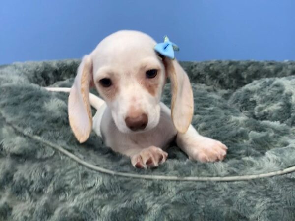 Dachshund DOG Female White and Red 19827 Petland Batavia, Illinois