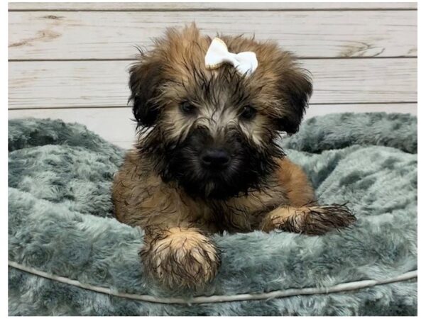 Soft Coated Wheaten Terrier DOG Female Wheaten, Black Mask 20062 Petland Batavia, Illinois