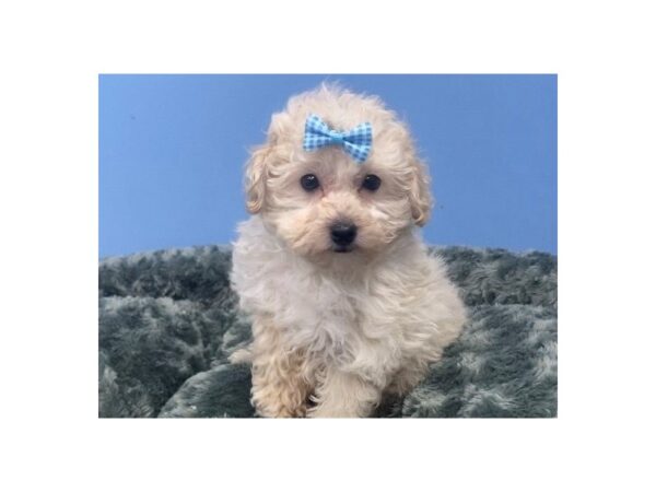 Poodle DOG Female Apricot 20065 Petland Batavia, Illinois