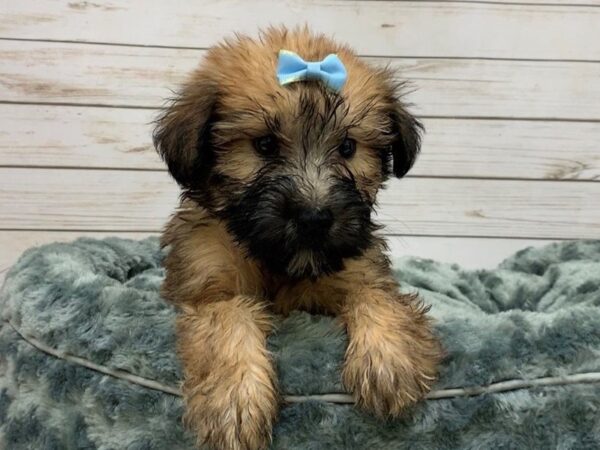 Soft Coated Wheaten Terrier Puppy Wheaten Black Mask ID 20060 Located at Petland Batavia Illinois