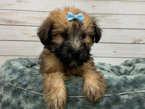 Soft Coated Wheaten Terrier DOG Female Wheaten, Black Mask 20060 Petland Batavia, Illinois