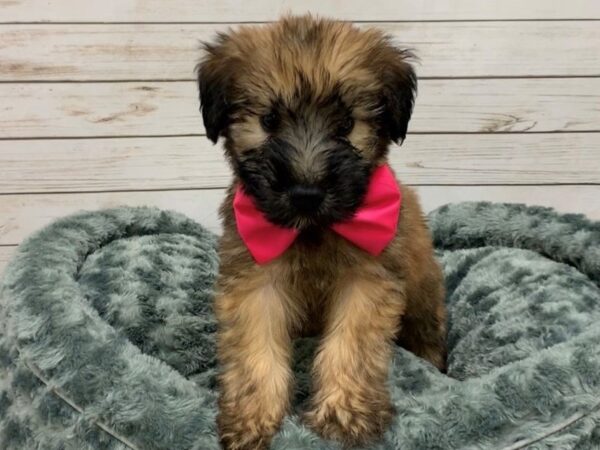 Soft Coated Wheaten Terrier DOG Male Wheaten, Black Mask 19844 Petland Batavia, Illinois