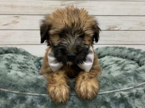 Soft Coated Wheaten Terrier DOG Male Wheaten, Black Mask 11935 Petland Batavia, Illinois