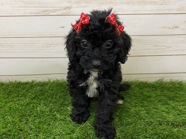 Goldendoodle Mini 2nd Gen DOG Female Black Brindle 19847 Petland Batavia, Illinois