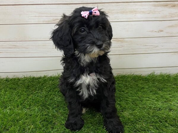 Goldendoodle Mini 2nd Gen DOG Female Black Brindle 20077 Petland Batavia, Illinois