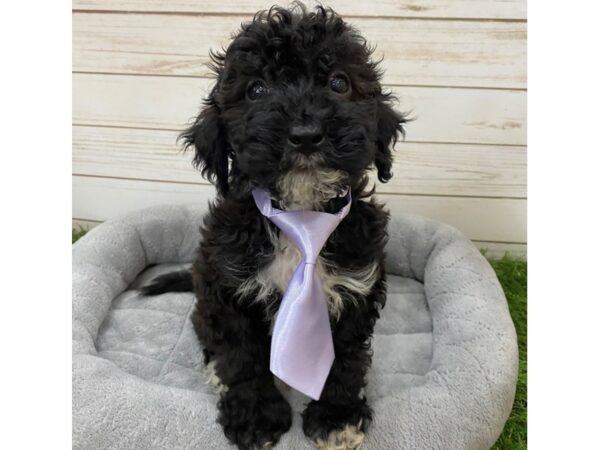 Goldendoodle Mini 2nd Gen DOG Male Black Brindle 20073 Petland Batavia, Illinois