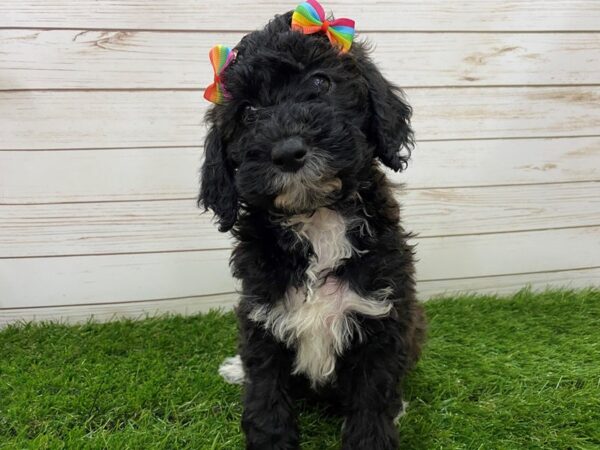 Goldendoodle Mini 2nd Gen DOG Female Black Brindle 20076 Petland Batavia, Illinois