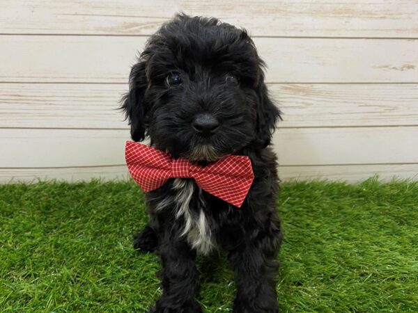 Goldendoodle Mini 2nd Gen-DOG-Male-Black Brindle-11939-Petland Batavia, Illinois