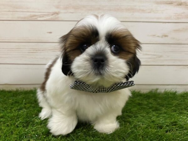 Shih Tzu DOG Male Brown and White 19848 Petland Batavia, Illinois