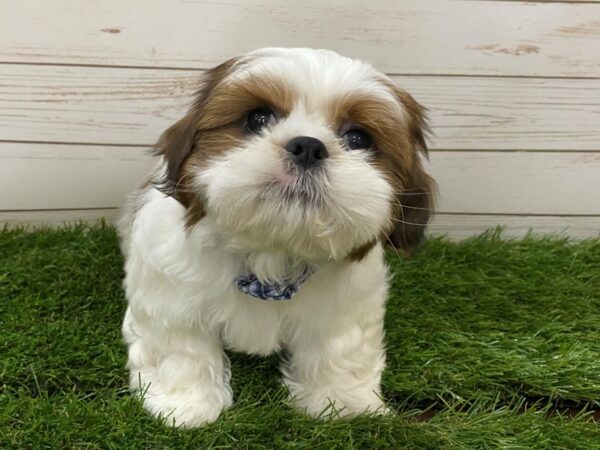 Shih Tzu DOG Male Brown and White 20066 Petland Batavia, Illinois