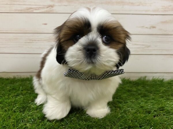 Shih Tzu DOG Male Brown and White 20068 Petland Batavia, Illinois