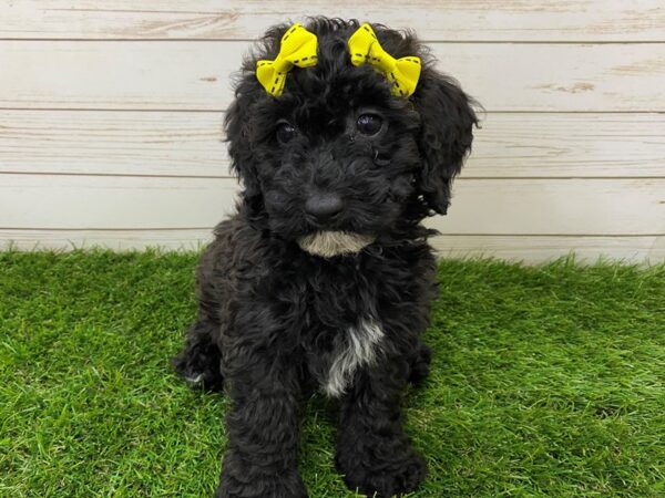 Goldendoodle Mini 2nd Gen DOG Female Black Brindle 11938 Petland Batavia, Illinois