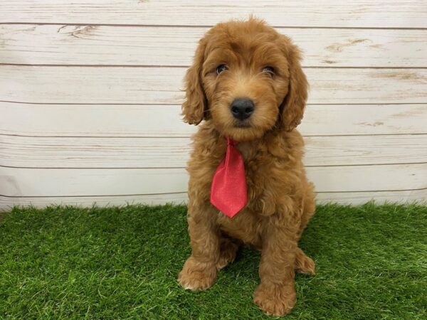 Goldendoodle 2nd Generation DOG Male Red 20069 Petland Batavia, Illinois