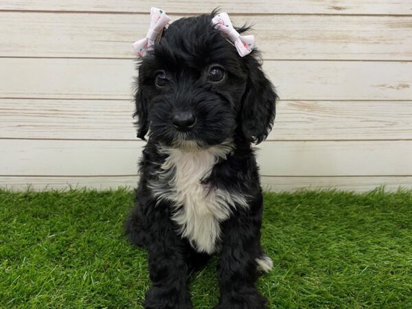 Goldendoodle Mini 2nd Gen DOG Female Black Brindle 19846 Petland Batavia, Illinois