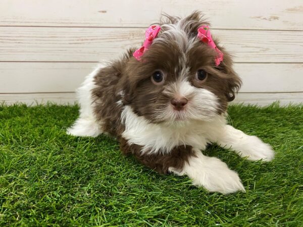 Hava Tzu DOG Female Chocolate and White 11940 Petland Batavia, Illinois