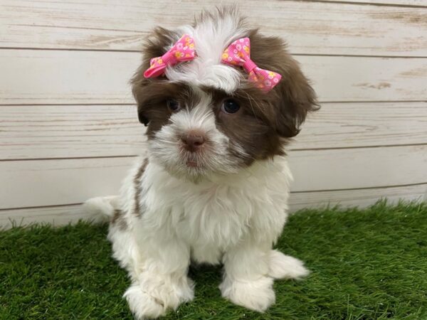 Hava Tzu-DOG-Female-Chocolate and White-11941-Petland Batavia, Illinois