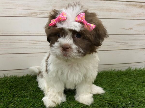 Hava Tzu DOG Female Chocolate and White 11941 Petland Batavia, Illinois