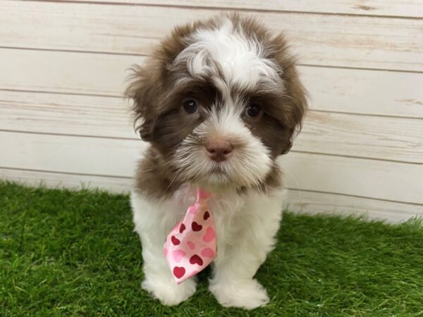 Hava Tzu DOG Male Chocolate and White 20070 Petland Batavia, Illinois