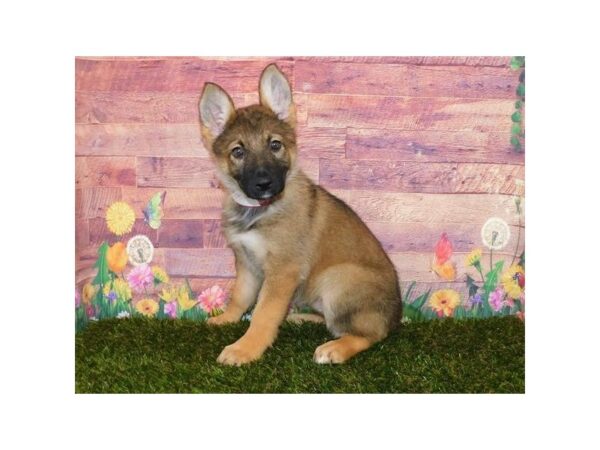 German Shepherd DOG Female Sable 19856 Petland Batavia, Illinois
