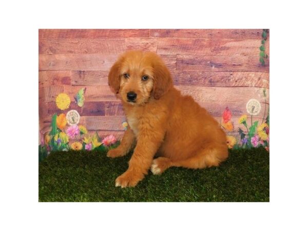 Goldendoodle DOG Male Apricot 19857 Petland Batavia, Illinois