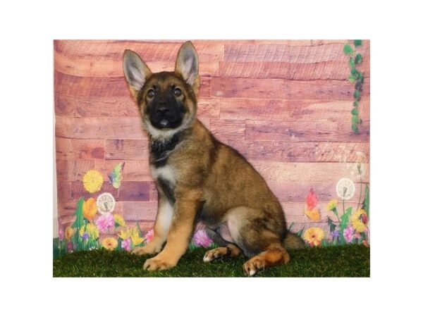 German Shepherd Dog DOG Male Sable 11959 Petland Batavia, Illinois