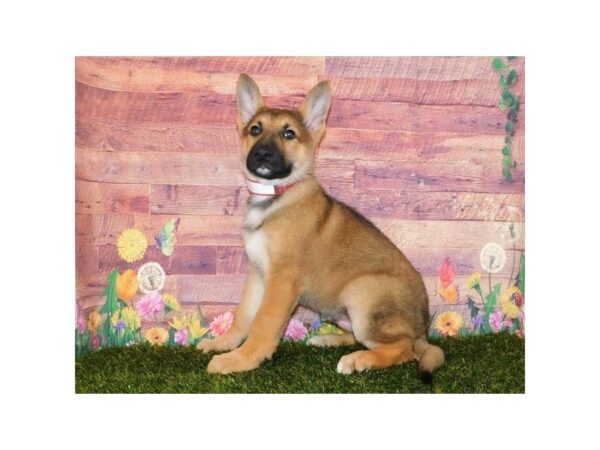 German Shepherd Dog DOG Male Sable 20091 Petland Batavia, Illinois