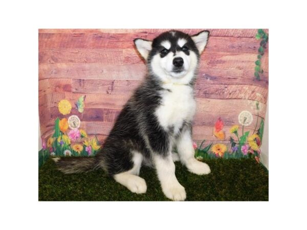 Alaskan Malamute DOG Female Black / White 20081 Petland Batavia, Illinois