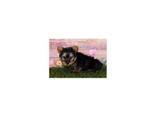 Yorkshire Terrier DOG Male Black / Tan 19854 Petland Batavia, Illinois