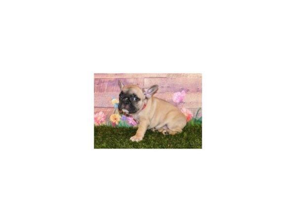 French Bulldog DOG Female Fawn 19851 Petland Batavia, Illinois