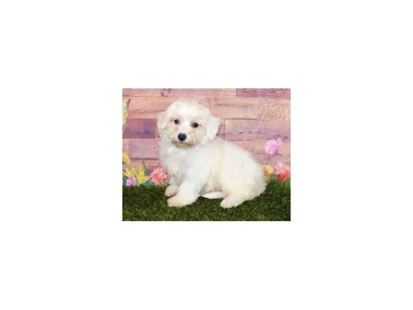 Maltichon DOG Female White 19855 Petland Batavia, Illinois