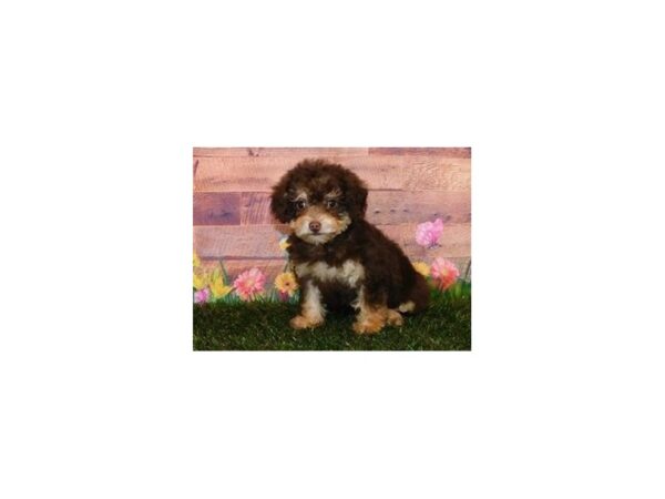 Yorkie Poo DOG Female Chocolate / Tan 19858 Petland Batavia, Illinois