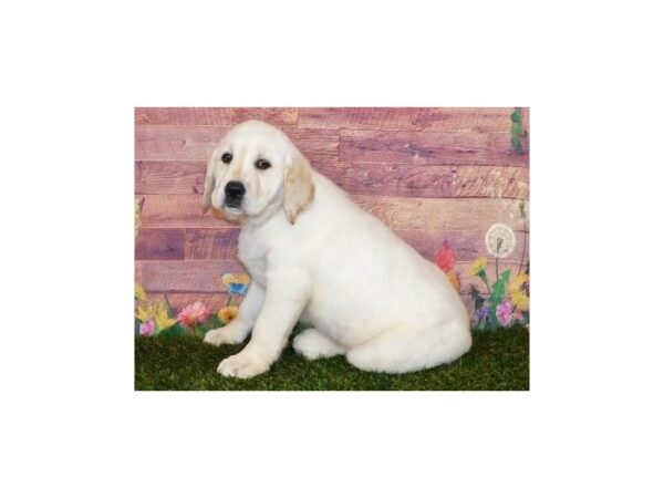 Labrador Retriever DOG Female Yellow 19852 Petland Batavia, Illinois