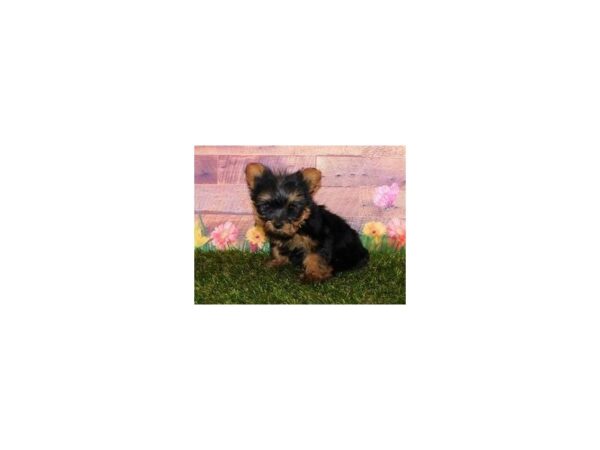 Yorkshire Terrier DOG Male Black / Tan 11957 Petland Batavia, Illinois