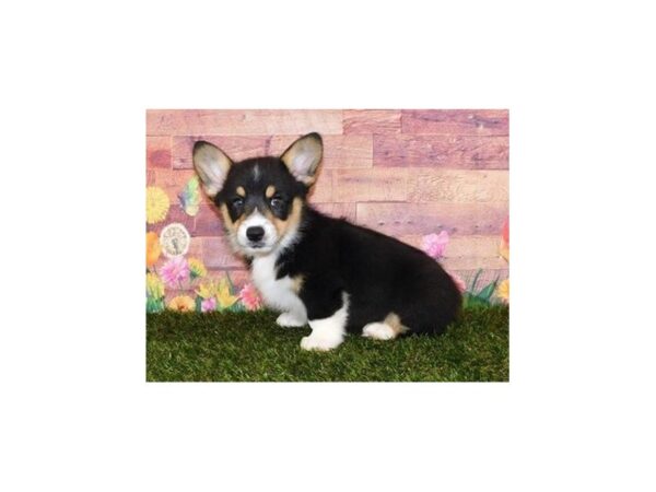 Pembroke Welsh Corgi-DOG-Male-Black White / Tan-11954-Petland Batavia, Illinois