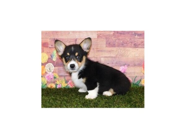 Pembroke Welsh Corgi DOG Male Black White / Tan 11954 Petland Batavia, Illinois