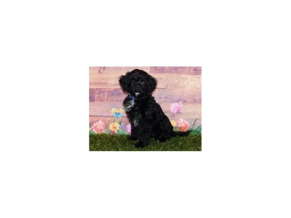 Havapoo DOG Female Black 11960 Petland Batavia, Illinois