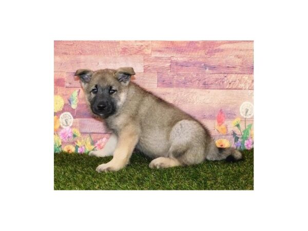 Norwegian Elkhound-DOG-Male-Sable / Tan-11953-Petland Batavia, Illinois