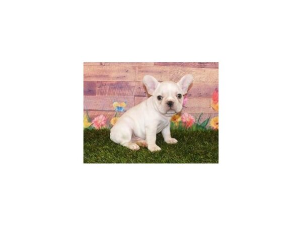 French Bulldog DOG Male Cream 11952 Petland Batavia, Illinois