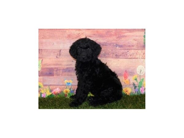 Goldendoodle DOG Female Black 11961 Petland Batavia, Illinois